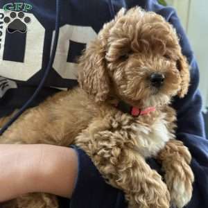 Clair, Mini Goldendoodle Puppy