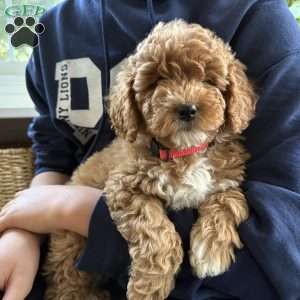 Clair, Mini Goldendoodle Puppy