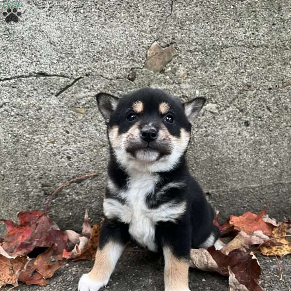 West, Shiba Inu Puppy