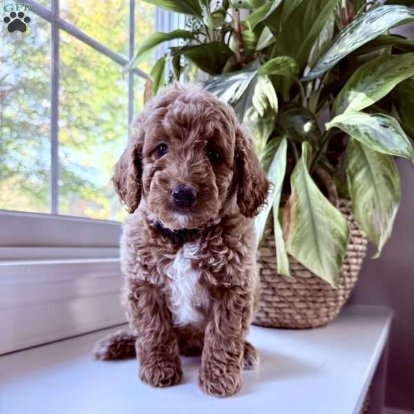 Rex, Mini Goldendoodle Puppy