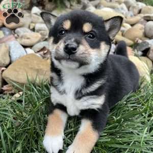 West, Shiba Inu Puppy