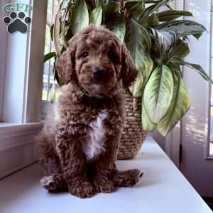 Rex, Mini Goldendoodle Puppy