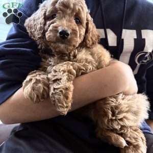 Rex, Mini Goldendoodle Puppy