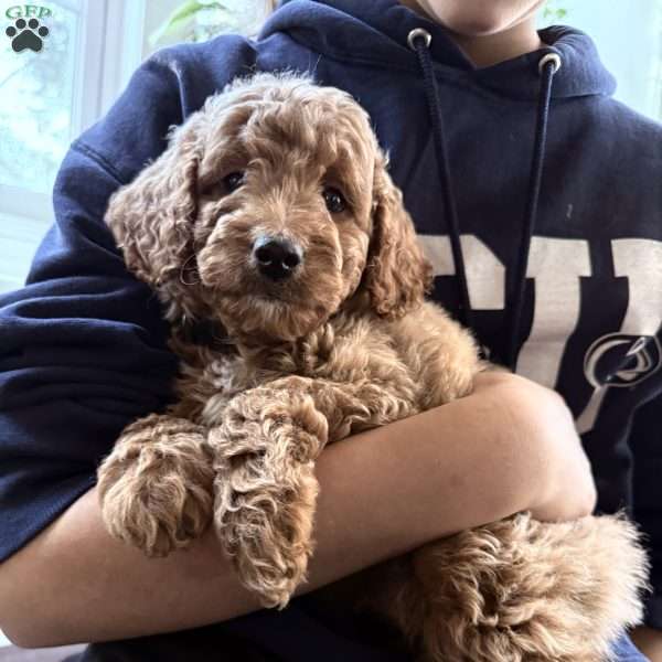 Rex, Mini Goldendoodle Puppy