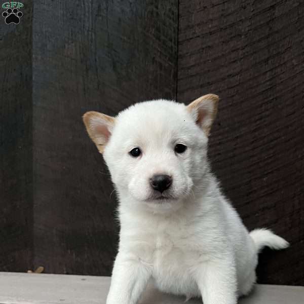 Walter, Shiba Inu Puppy