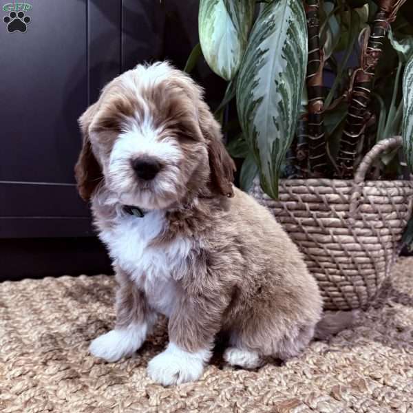 Bernard, Mini Goldendoodle Puppy