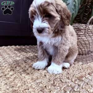 Bernard, Mini Goldendoodle Puppy