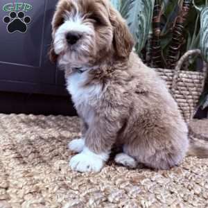 Bernard, Mini Goldendoodle Puppy