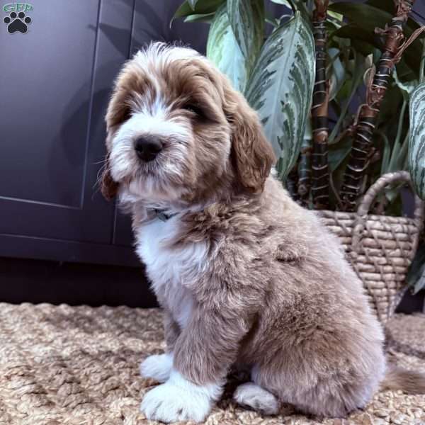 Bernard, Mini Goldendoodle Puppy
