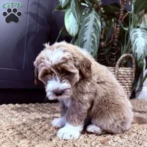 Bernard, Mini Goldendoodle Puppy