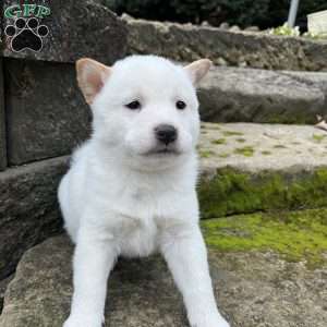 Walter, Shiba Inu Puppy