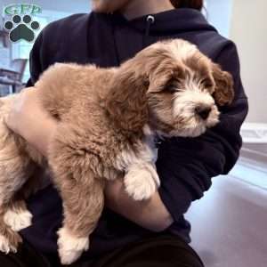 Bernard, Mini Goldendoodle Puppy