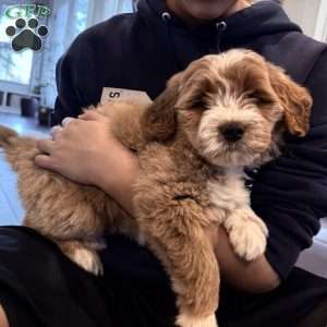 Bernard, Mini Goldendoodle Puppy
