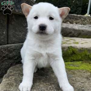Walter, Shiba Inu Puppy
