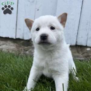 Walter, Shiba Inu Puppy