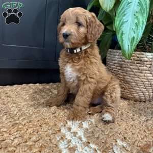 Nita, Mini Goldendoodle Puppy