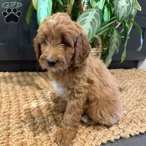 Nita, Mini Goldendoodle Puppy