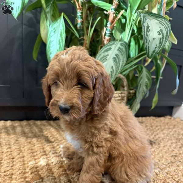 Nita, Mini Goldendoodle Puppy