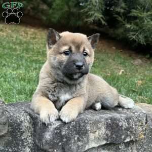 Wolfe, Shiba Inu Puppy