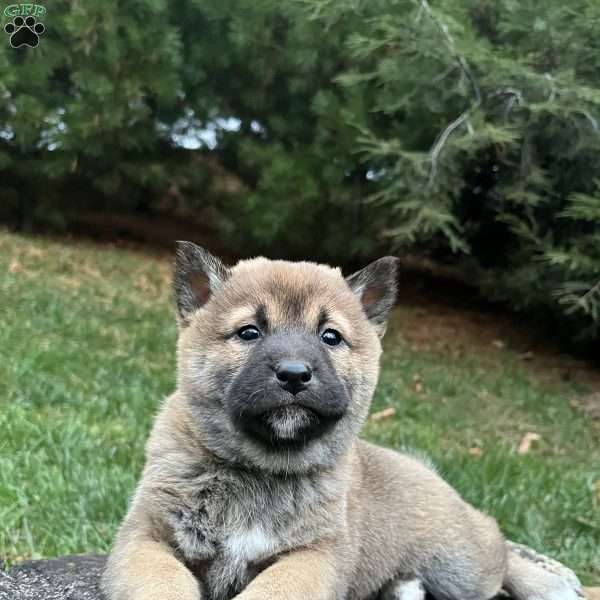 Wolfe, Shiba Inu Puppy
