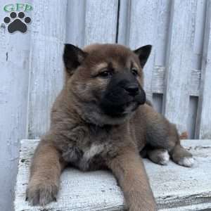 Wolfe, Shiba Inu Puppy