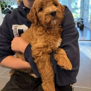 Nita, Mini Goldendoodle Puppy