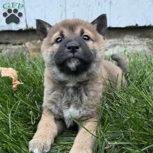 Wolfe, Shiba Inu Puppy
