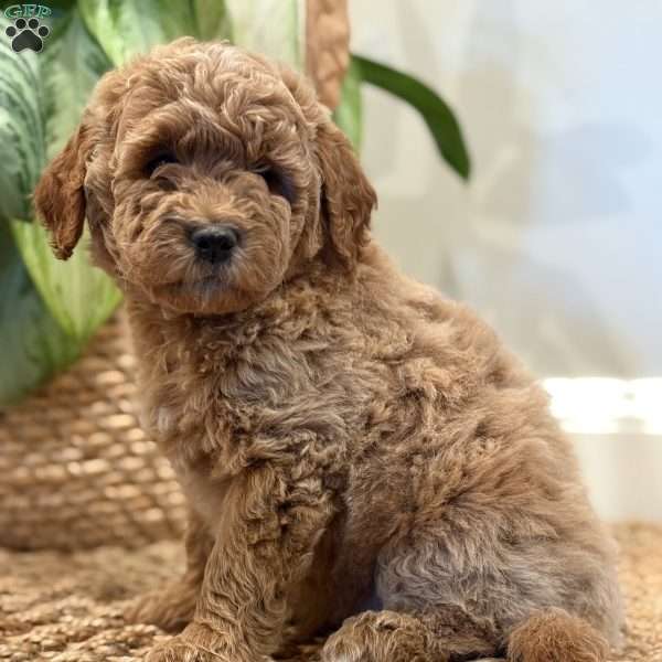 Kai, Mini Goldendoodle Puppy