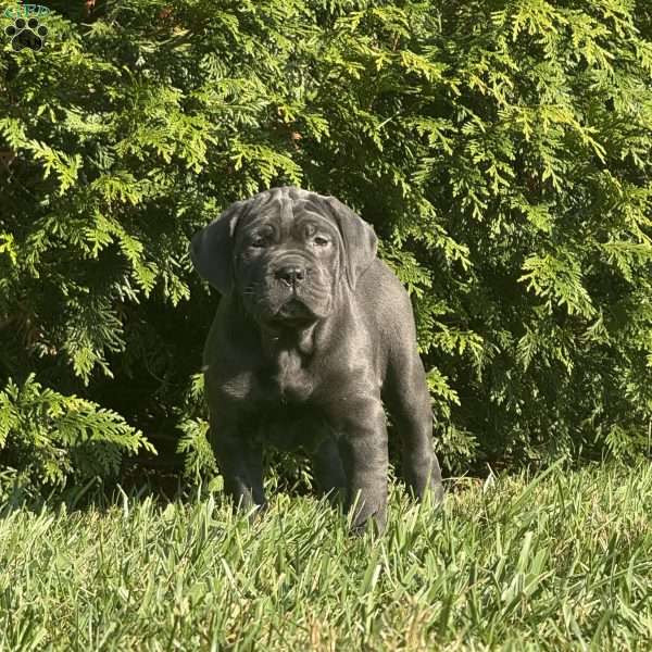 Bianca, Cane Corso Puppy