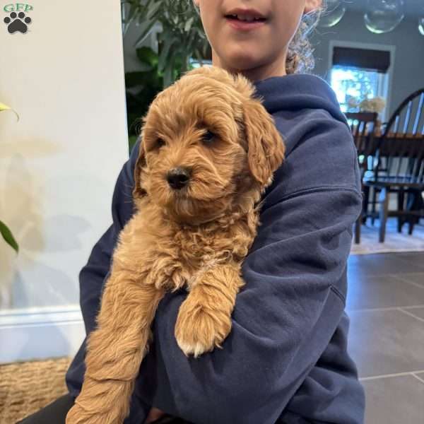 Max, Mini Goldendoodle Puppy