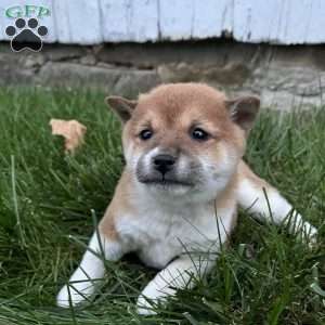 Remi, Shiba Inu Puppy