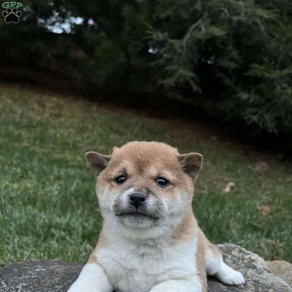 Remi, Shiba Inu Puppy