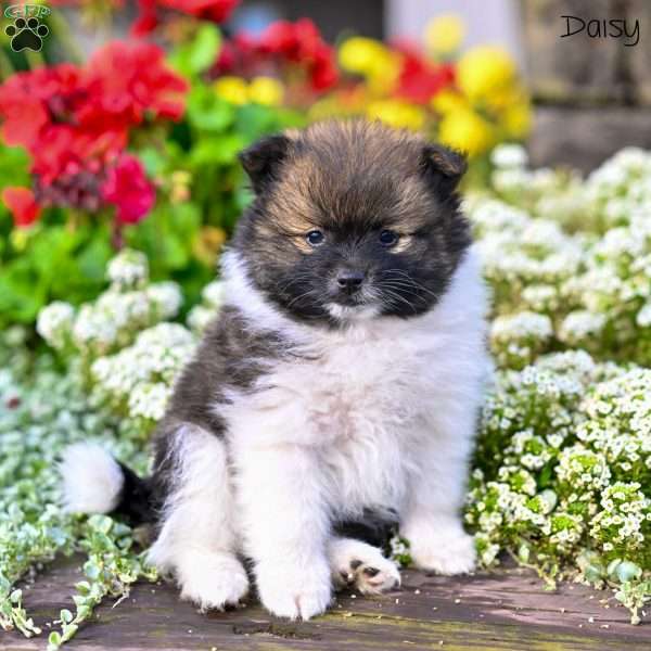 Daisy, Pomeranian Puppy