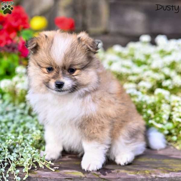 Dusty, Pomeranian Puppy