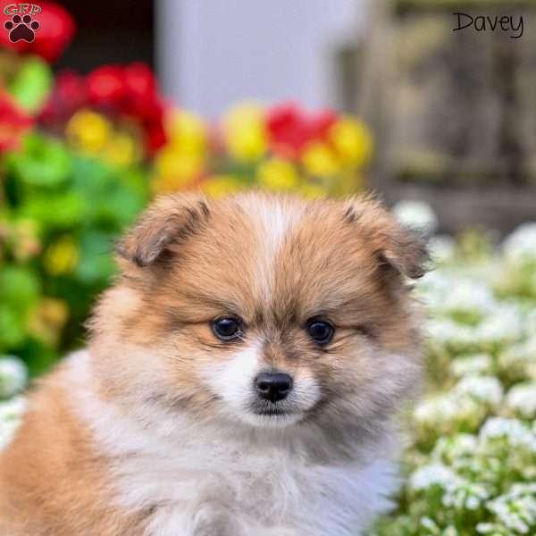 Davey, Pomeranian Puppy