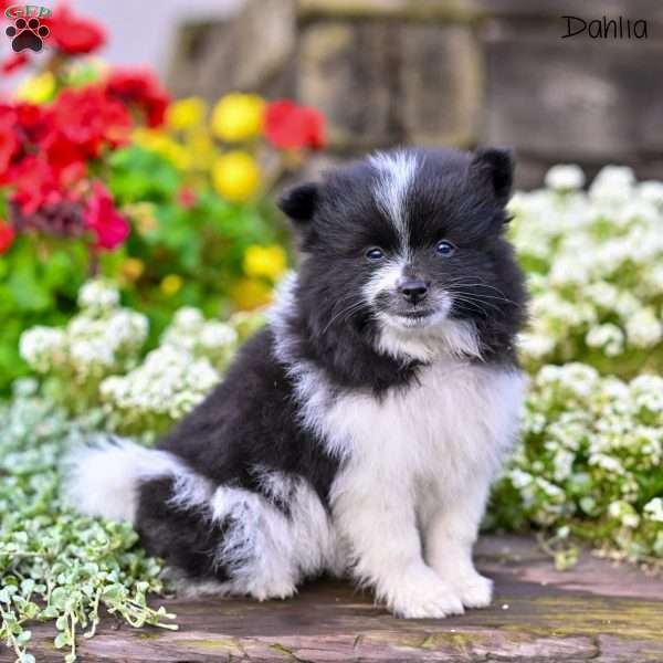 Dahlia, Pomeranian Puppy