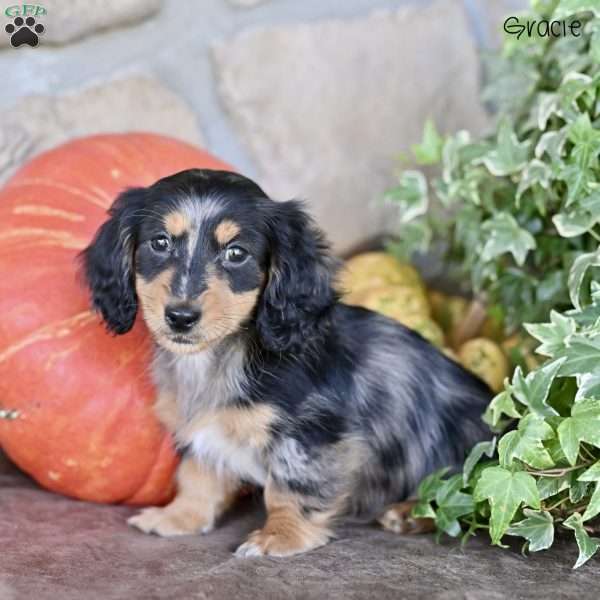 Gracie (mini), Dachshund Puppy