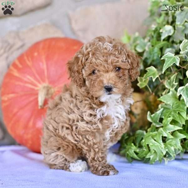 Josie, Toy Poodle Puppy