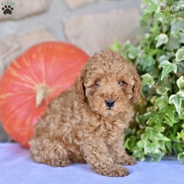 Jude, Toy Poodle Puppy
