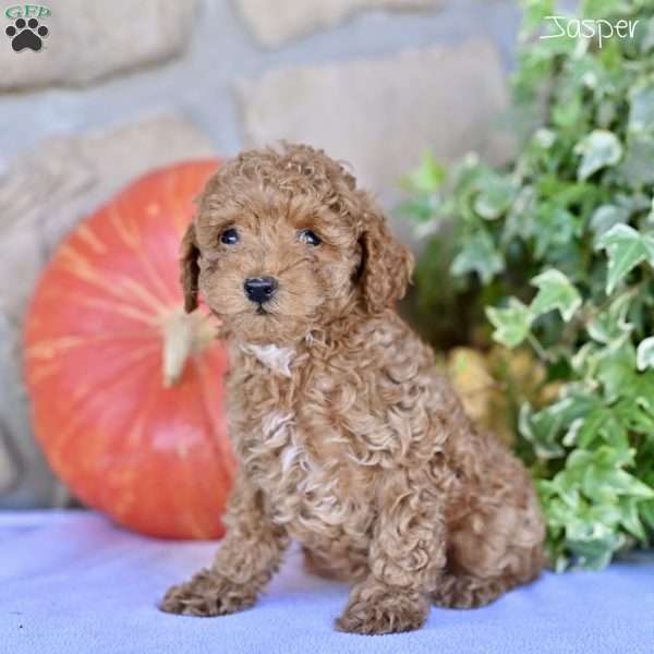 Jasper, Toy Poodle Puppy
