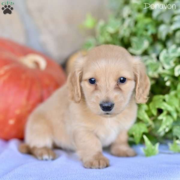 Donavon (mini), Dachshund Puppy