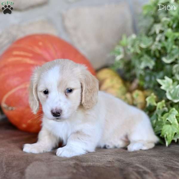 Dion (mini), Dachshund Puppy