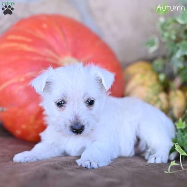 Autumn, West Highland Terrier Puppy