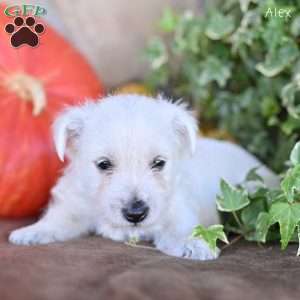 Alex, West Highland Terrier Puppy