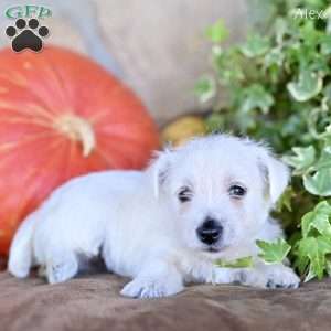Alex, West Highland Terrier Puppy