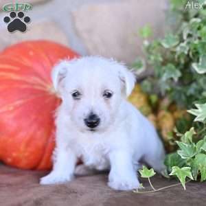 Alex, West Highland Terrier Puppy