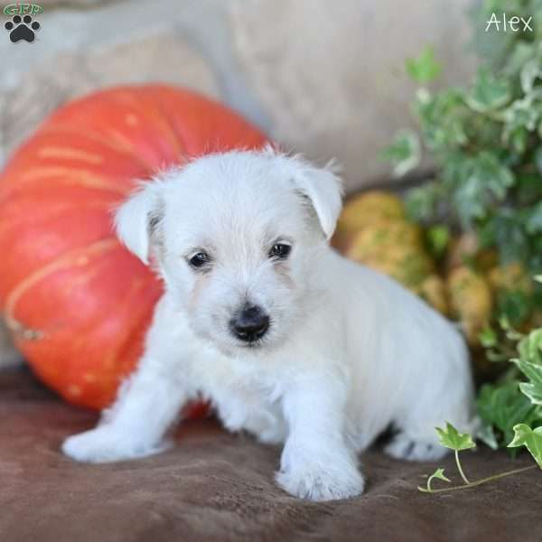 Alex, West Highland Terrier Puppy