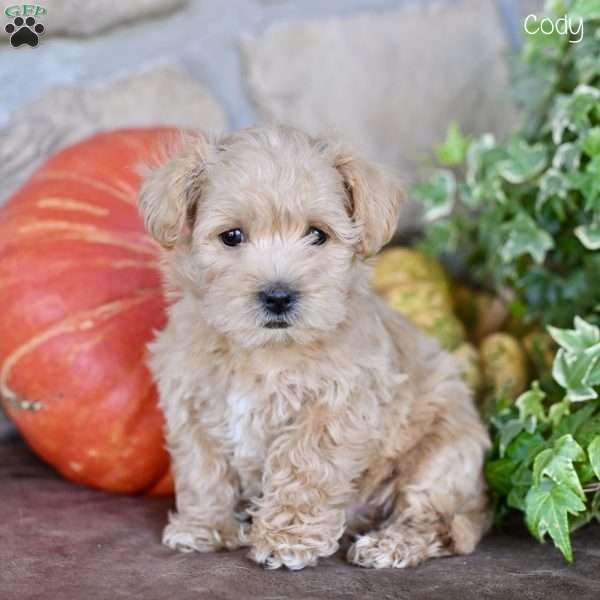 Cody, Westiepoo Puppy
