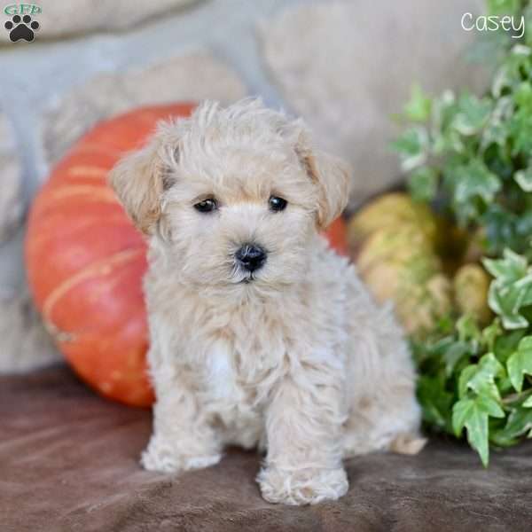 Casey, Westiepoo Puppy