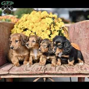 Pumpkin, Dachshund Puppy